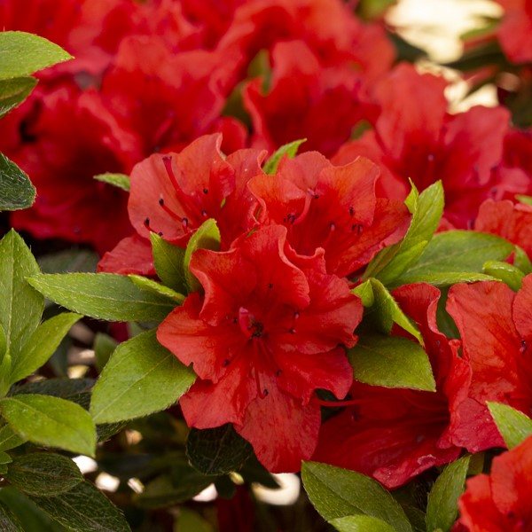 Evergreen Azalea Brilliant
