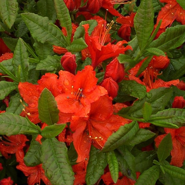 Deciduous Azalea Barselik