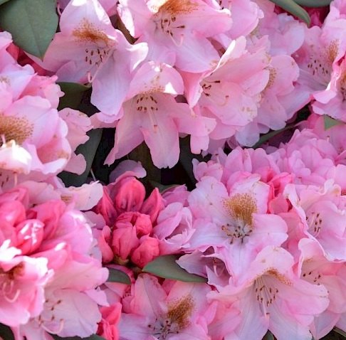 Rhododendron Bashful AGM