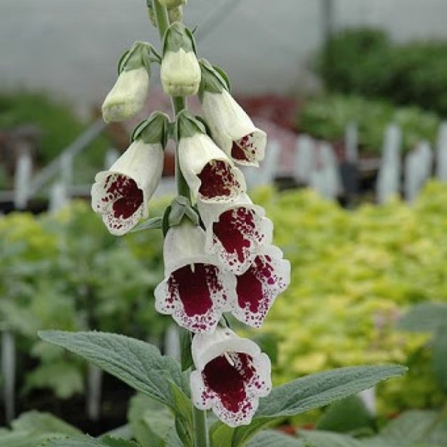 Digitalis purpurea 'Pam's Choice' AGM