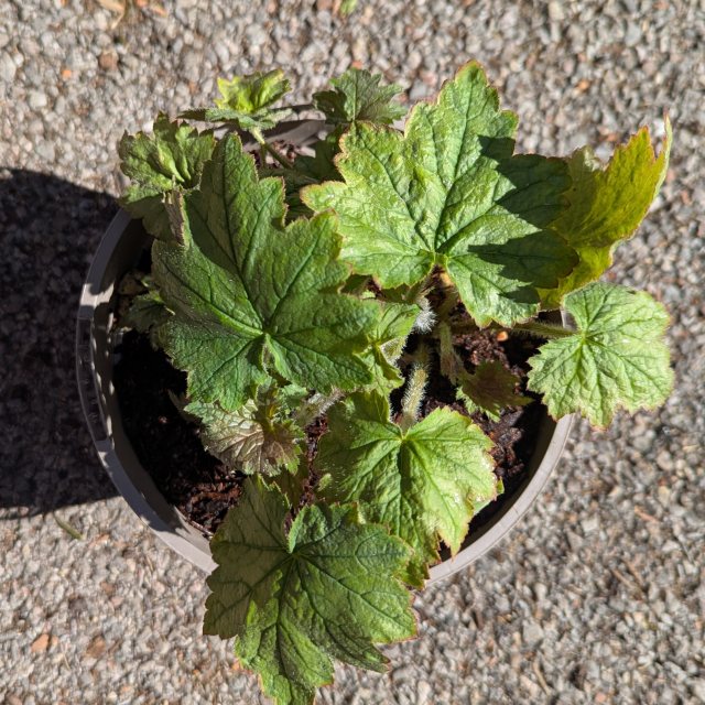 Heuchera Veggie Dinosaur