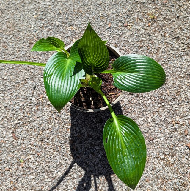 Hosta Devon Green AGM