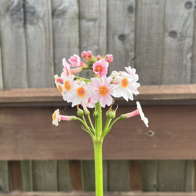 Primula japonica Apple Blossom