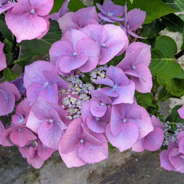 Hydrangea Blueberry Cheesecake