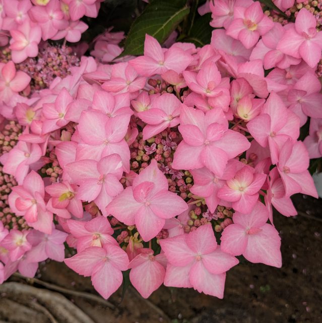 Hydrangea Frozen Smoothie
