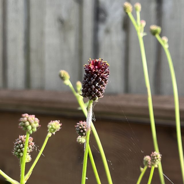 Sanguisorba Chocolate Tip