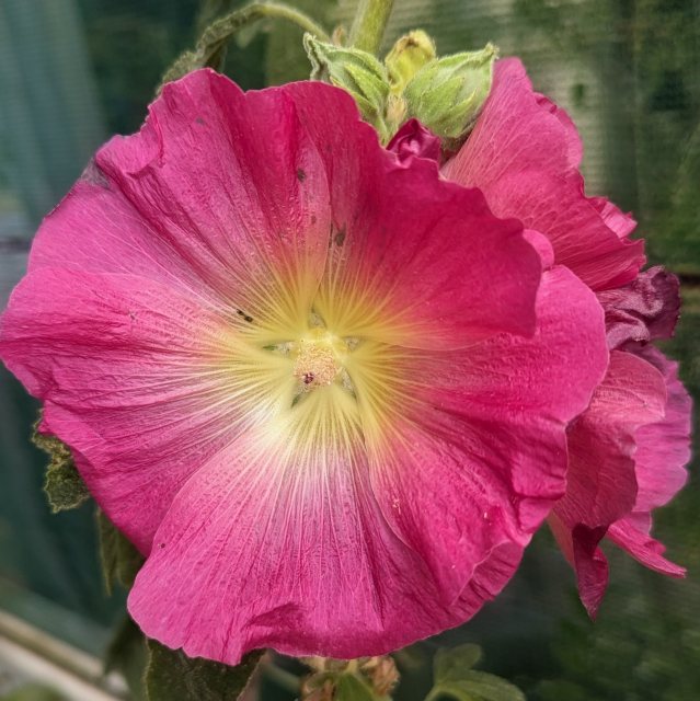 Hollyhock (Single Mixed)