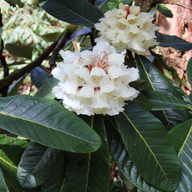 Rhododendron sinogrande AGM (Second's)