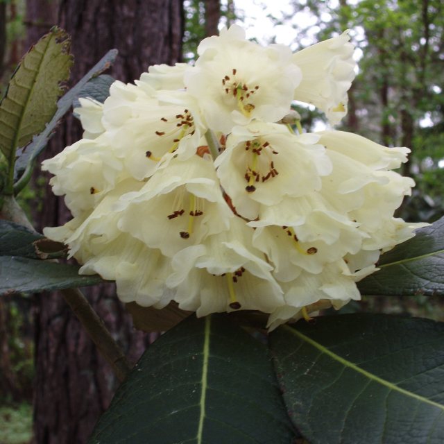 Rhododendron sinofalconeri (Hybrid)