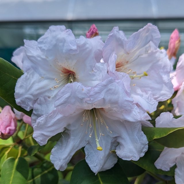 Rhododendron cardiobasis 'Pink Cloud' AC4221 (Second's)