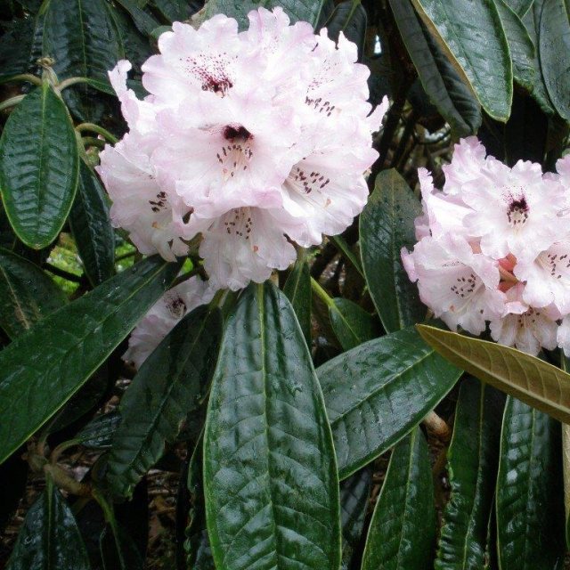 Rhododendron rex AGM (Second's)