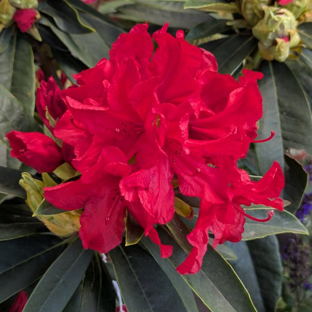 Rhododendron Vulcan's Flame