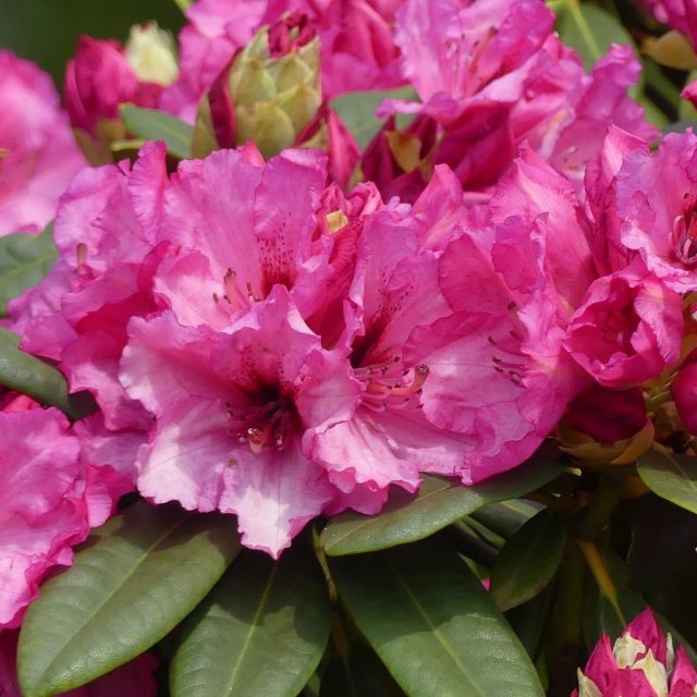 Rhododendron Ilka