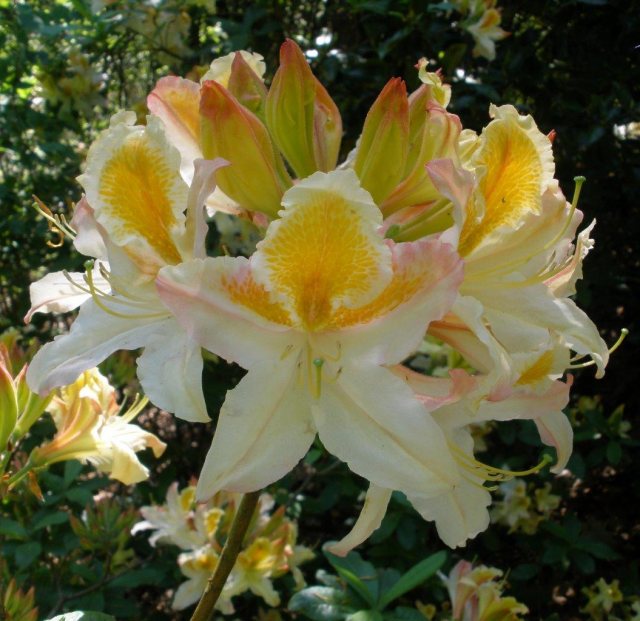 Deciduous Azalea Magnificum