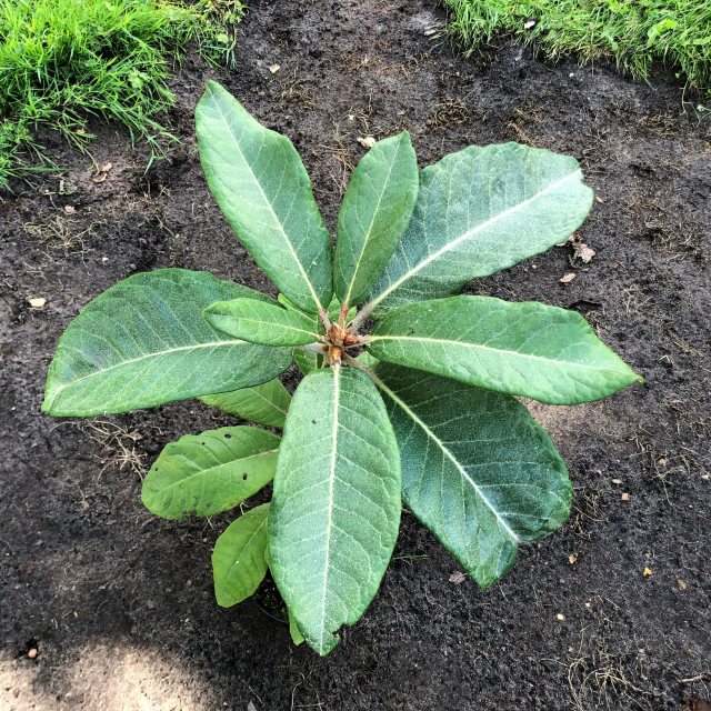 Rhododendron suoilenhense (seedlings from AC 4458) Seconds