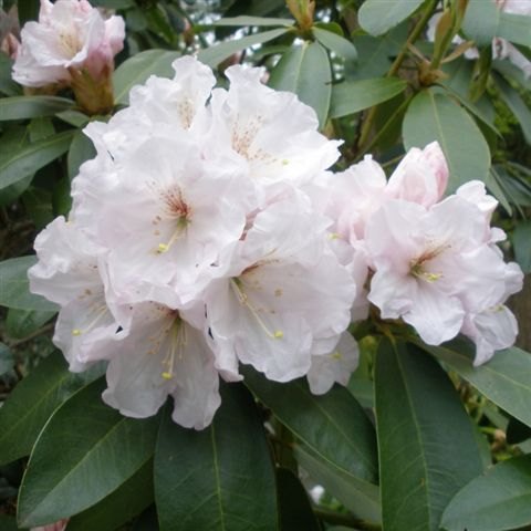 Rhododendron Mount Everest (Second's)