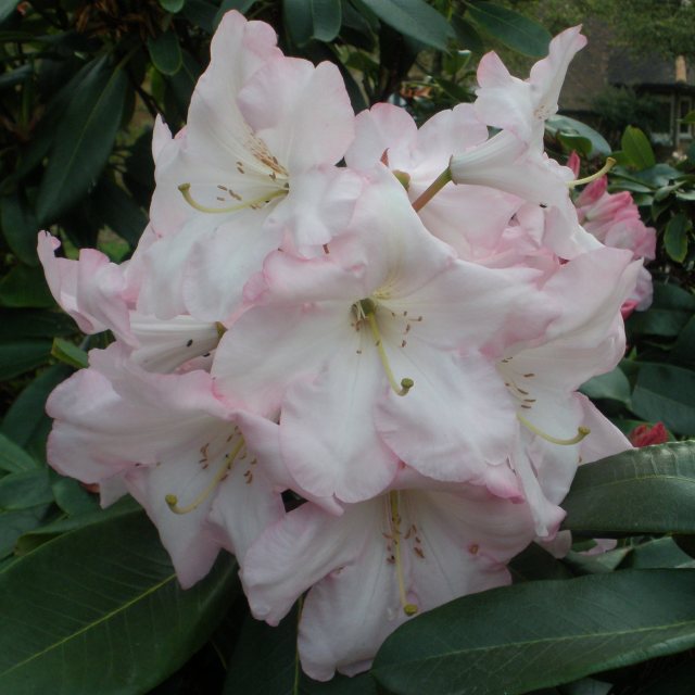 Rhododendron Faggetter's Favourite  AGM (Second's)