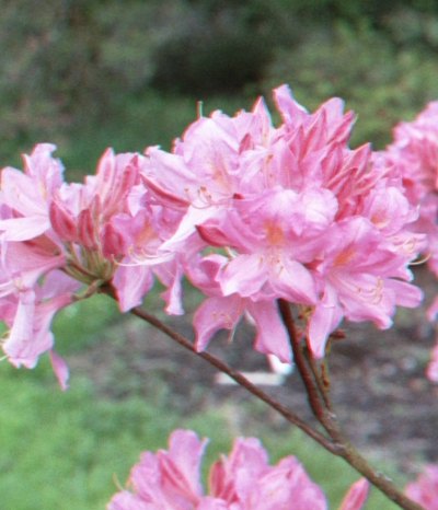 Deciduous Azalea Marie Hoffman