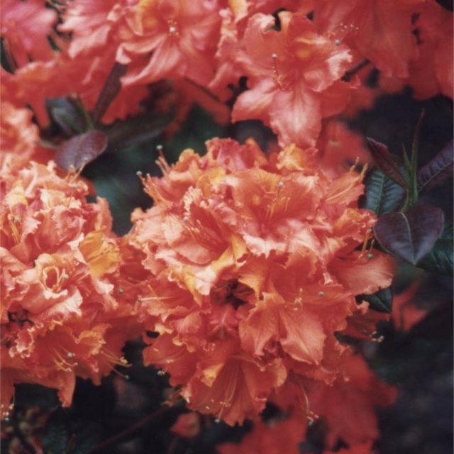 Deciduous Azalea Mary Poppins