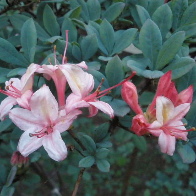 Deciduous Azalea Midsummer Mermaid