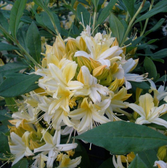 Deciduous Azalea Midsummer Moon