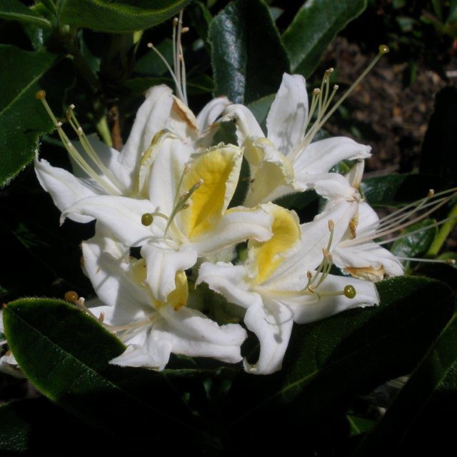 Deciduous Azalea Midsummer Queen