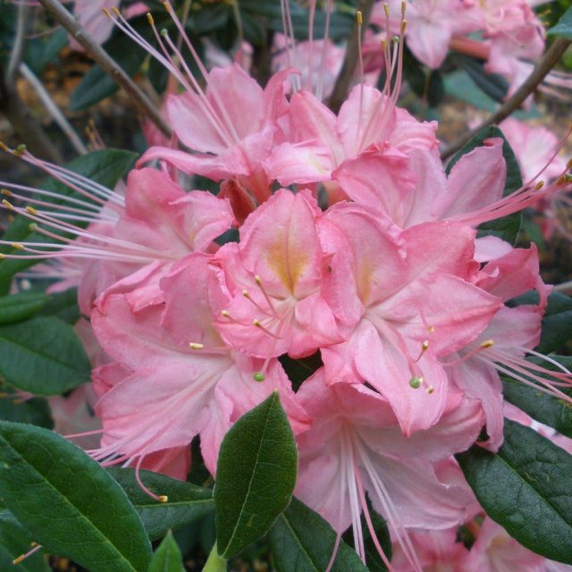 Deciduous Azalea Midsummer Rose