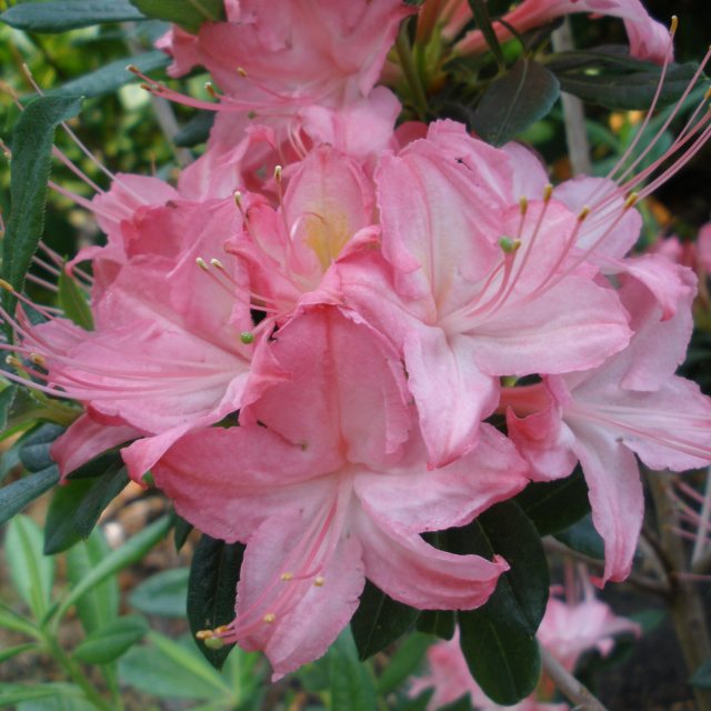 Deciduous Azalea Midsummer Rose Deciduous Azaleas Millais Nurseries