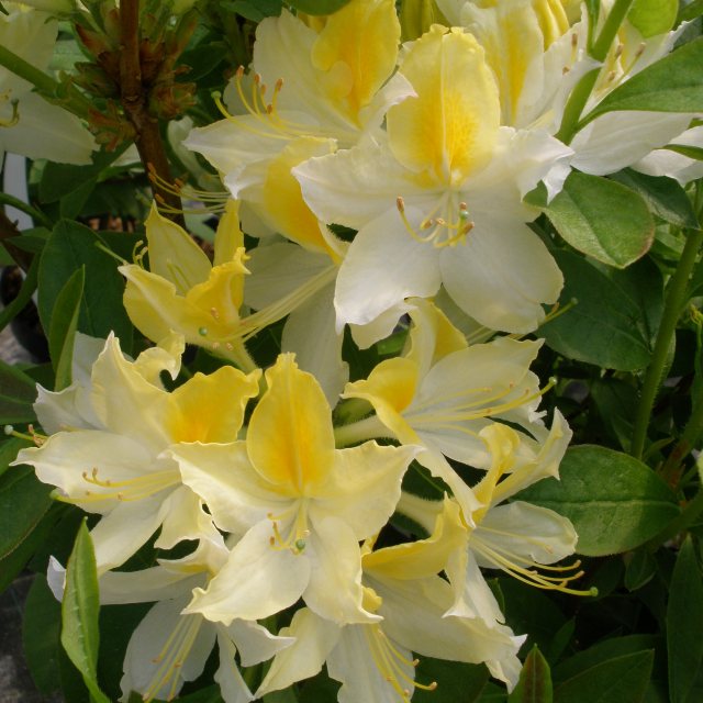 Image of Northern lights azalea stamen
