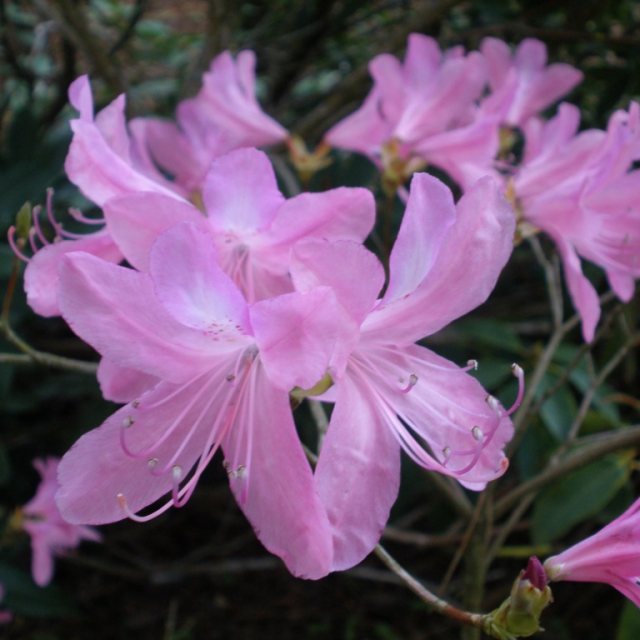 Deciduous Azalea nudipes