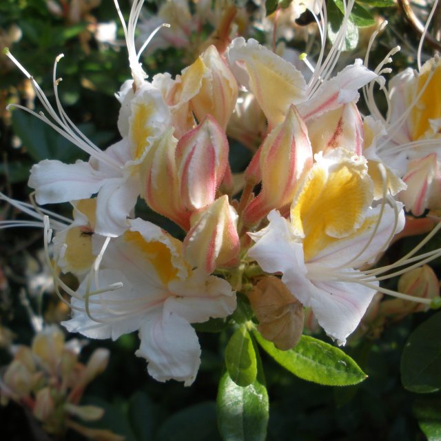 Deciduous Azalea occidentale