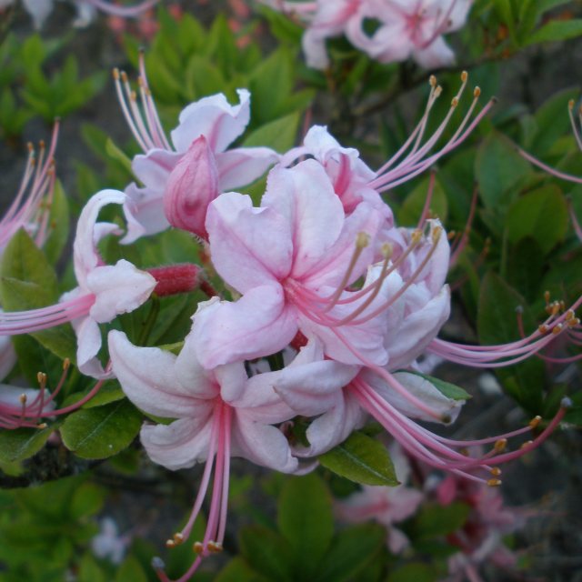 Deciduous Azalea periclymenoides