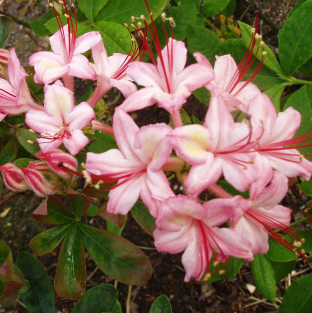 Deciduous Azalea Pink and Sweet