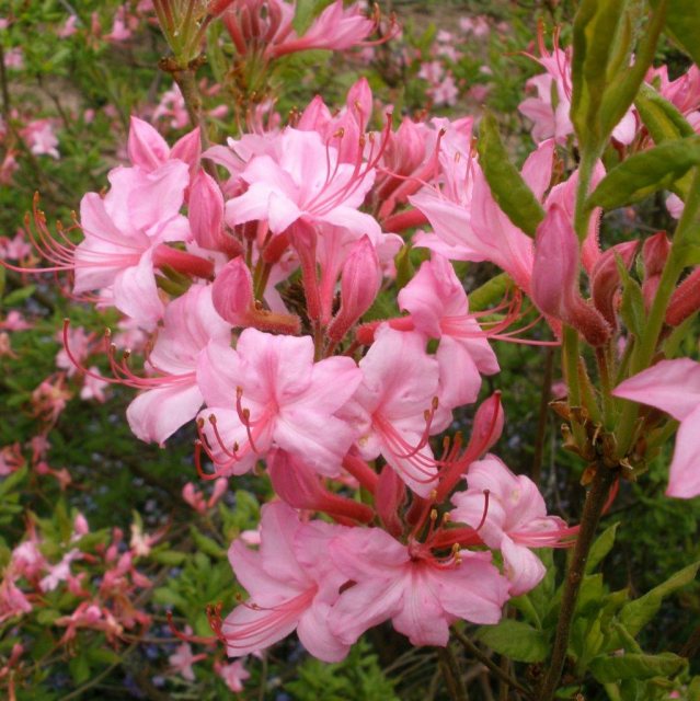 Deciduous Azalea prinophyllum Philip Holmes