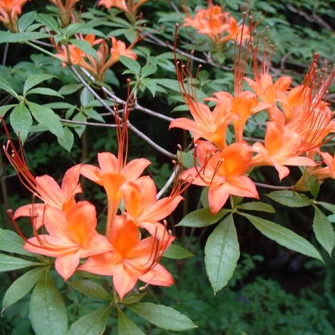 Deciduous Azalea prunifolium 'August Fire'