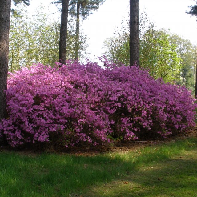 reticulatum Deciduous Azalea - Buy Rhododendron reticulatum online -  Millais Nurseries