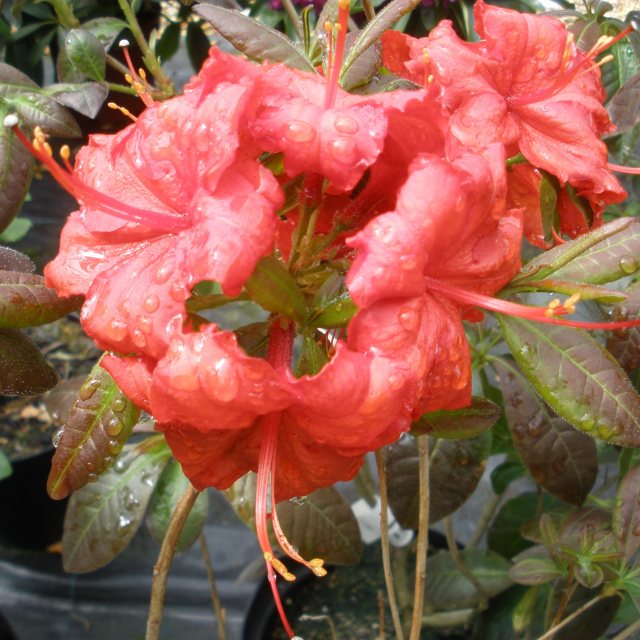 Deciduous Azalea Royal Command