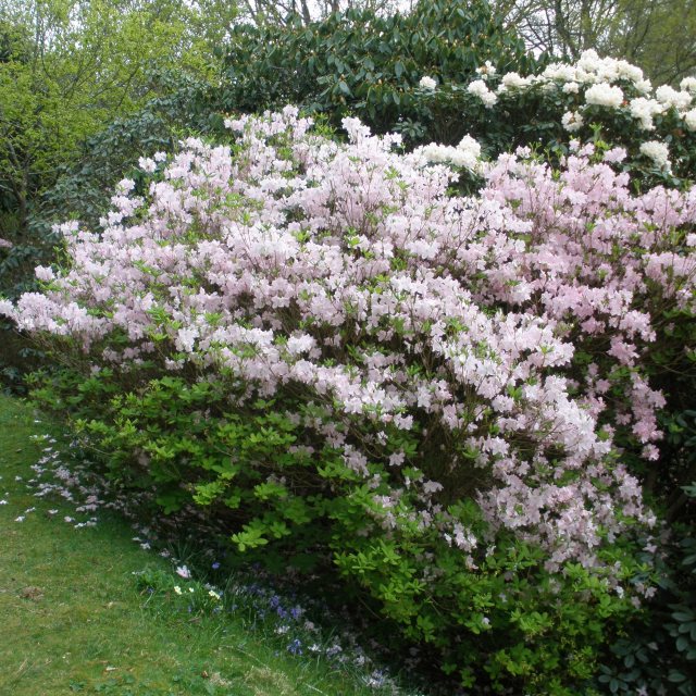 schlippenbachii Deciduous Azalea - Buy Rhododendron schlippenbachii -  Millais Nurseries