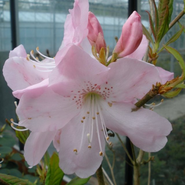 Deciduous Azalea schlippenbachii 'Sid's Royal Pink'