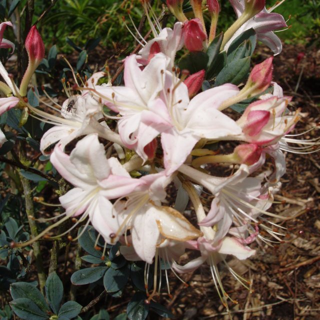 Deciduous Azalea Sea of Stars