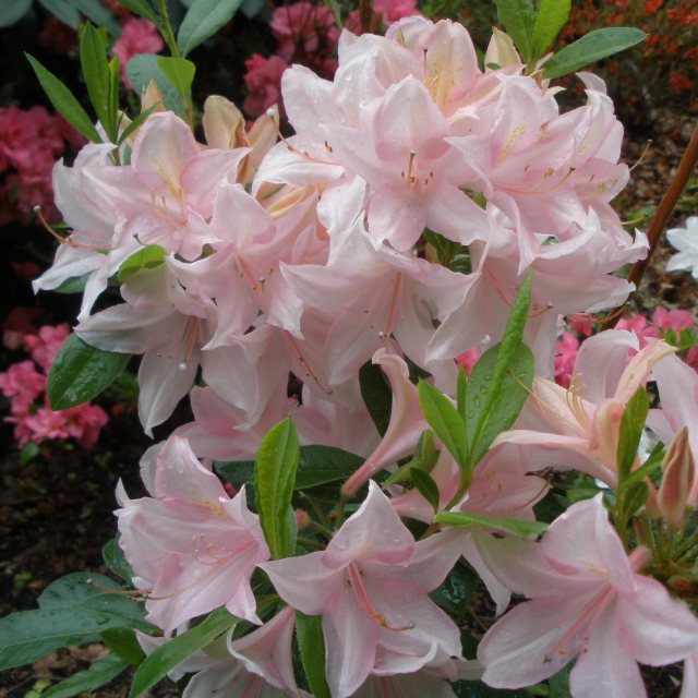 Deciduous Azalea Soir de Paris AGM