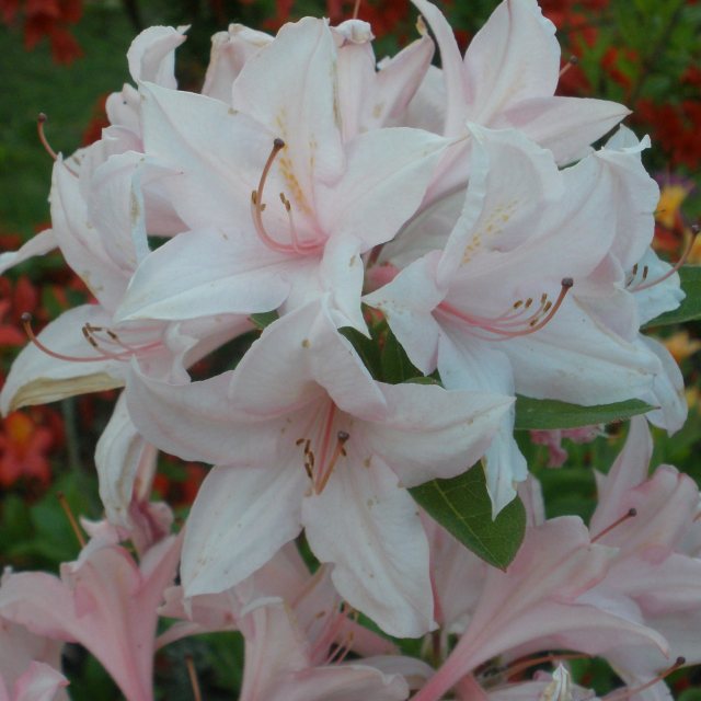 Soir de Paris Deciduous Azalea - Buy Rhododendron Soir de Paris online -  Millais Nurseries