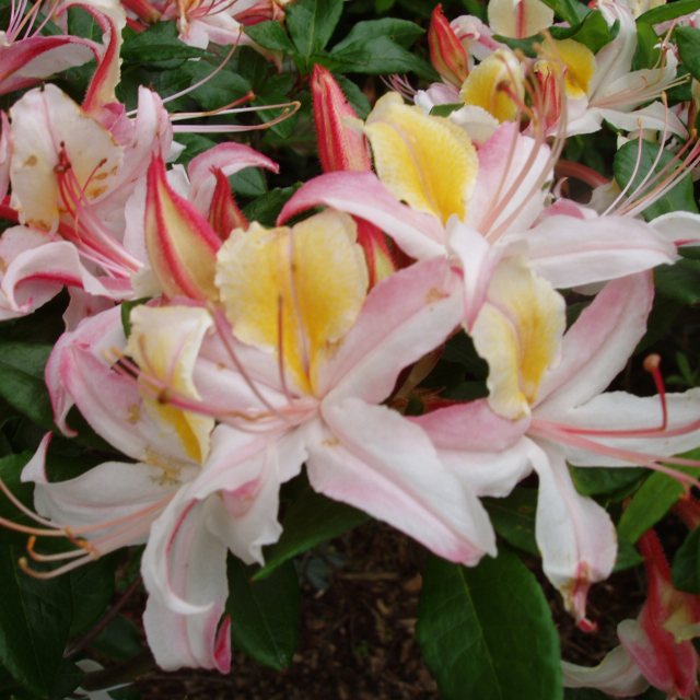 Deciduous Azalea Summer Sorbet