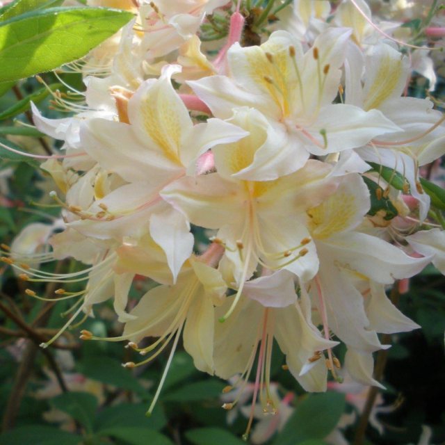 Deciduous Azalea Tower Dainty