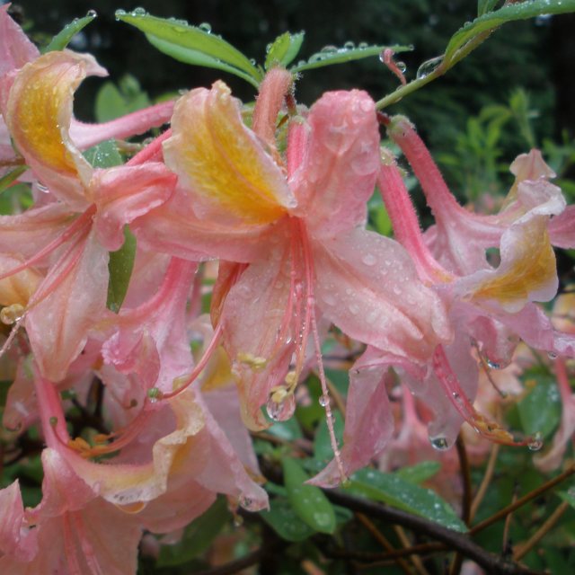 Deciduous Azalea Tower Dragon  (Cote # 10)