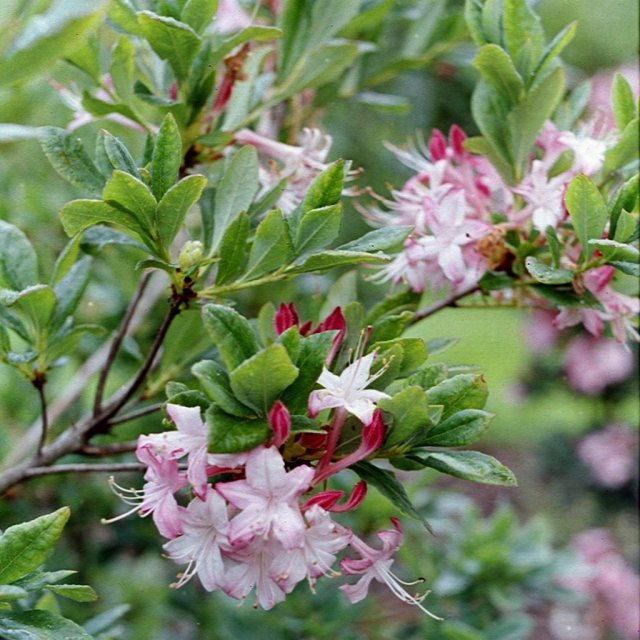 Deciduous Azalea viscosum rhodanthum