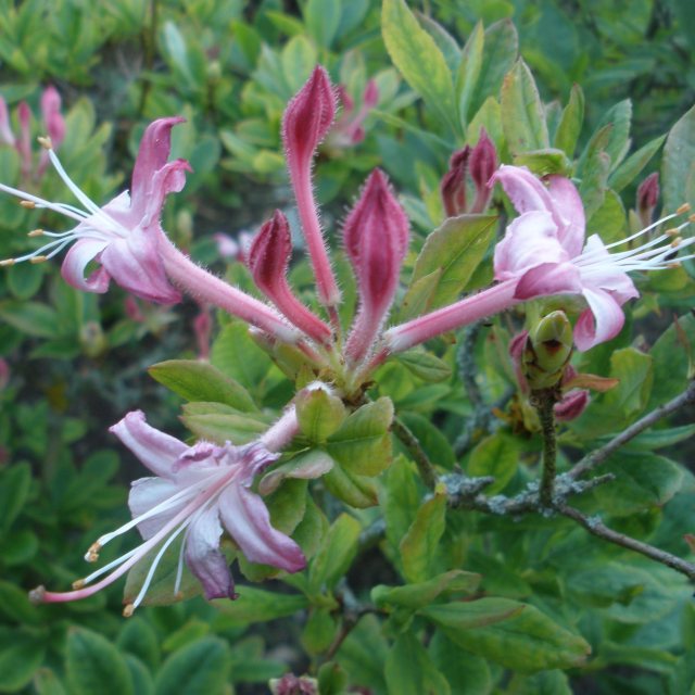 viscosum rhodanthum Deciduous Azalea - Buy Rhododendron viscosum - Millais  Nurseries