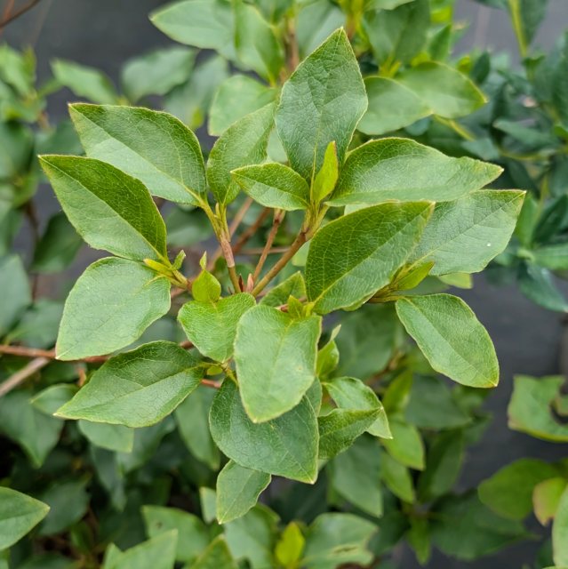 Deciduous Azalea wadanum