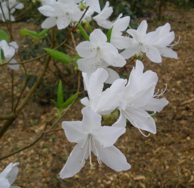 Deciduous Azalea wadanum Album