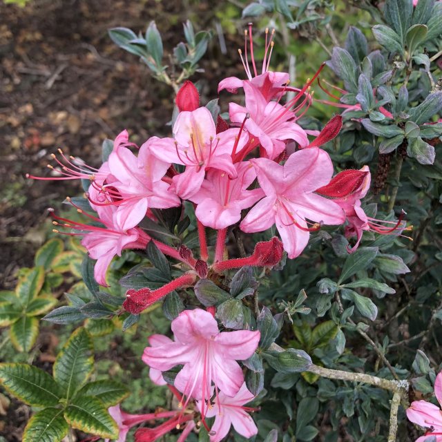 Deciduous Azalea Water Baby